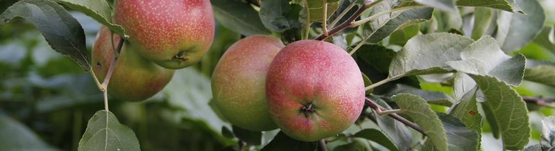 Apples, Peaches, Plums, Pears, Figs, Nectarines grow well in Northeast AR & Southeast MO
