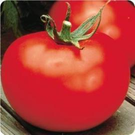 Better Boy is a full sun indeterminate (pole or stake type) tomato which produces a smooth fruit with excellent flavor. Does best when staked. Matures in 75 days. Fruit Size approximately 8oz. Disease Tolerance to Verticillium, Fusarium Wilt Race 1, Nematodes. Photo courtesy of Ballseed.com.