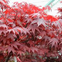 Red leaf Japanese Maples give the landscaping the vibrancy it often needs.