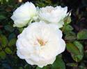 This disease resistant white floribuna fragrant rose is wonderful cutting as well as showcase in a rose garde. Rose Details: Color - White, Size/Habit - Bush 3-4'h x 2-3'w, Petal Count Large 100+, Fragrance - Freshness, lemon, verbena, type - Floribunda