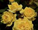 NOT AVAILABLE FOR THE 2023 SEASON. This Grandiflora rose with its cluster of striking lemon-yellow blooms accented with dark green leaves has a strong and spicy aroma.  This yellow rose has the following characteristics:   *Color - Lemon Yellow   *Height  - Medium to Tall (upright & bushy)   *Bloom Size - Large (double)   *Petal count - 30    *Fragrance - Strong (sweet spice & fruit)   (Yellow Grandiflora rose picture provided by Weeks Roses)