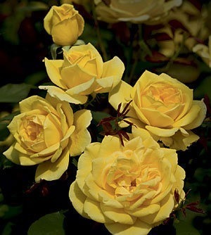 NOT AVAILABLE FOR THE 2023 SEASON. This Grandiflora rose with its cluster of striking lemon-yellow blooms accented with dark green leaves has a strong and spicy aroma.  This yellow rose has the following characteristics:   *Color - Lemon Yellow   *Height  - Medium to Tall (upright & bushy)   *Bloom Size - Large (double)   *Petal count - 30    *Fragrance - Strong (sweet spice & fruit)   (Yellow Grandiflora rose picture provided by Weeks Roses)