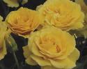 NOT AVAILABLE FOR THE 2023 SEASON. Add this lovely yellow floribunda rose to your garden and you will fall in love with its fruity & sweet spice aroma. The pure even gold yellow old-fashion ruffled blooms are produced in clusters on vigorous stems. *Color - gold yellow *Height - medium *Habit upright & bushy *Bloom size - 4 1/2" medium/large flowers *Petal Count - 45 to 55 Fragrance - strong fruity and sweet spice (picture provided by Weeks Roses)