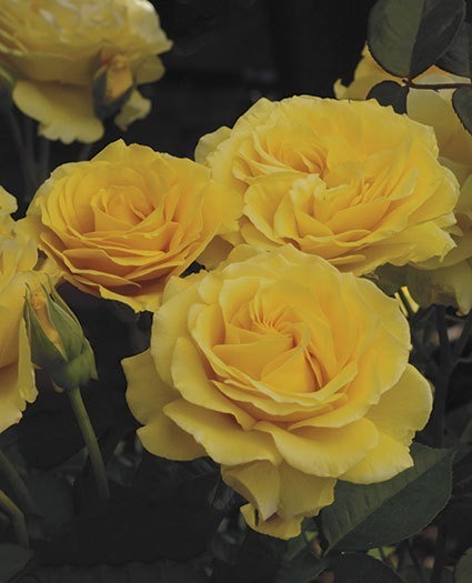 NOT AVAILABLE FOR THE 2023 SEASON. Add this lovely yellow floribunda rose to your garden and you will fall in love with its fruity & sweet spice aroma. The pure even gold yellow old-fashion ruffled blooms are produced in clusters on vigorous stems. *Color - gold yellow *Height - medium *Habit upright & bushy *Bloom size - 4 1/2" medium/large flowers *Petal Count - 45 to 55 Fragrance - strong fruity and sweet spice (picture provided by Weeks Roses)