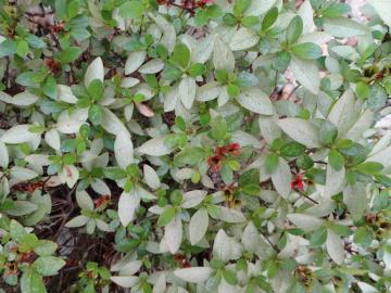 azalea leaves lacy mottled pattern causing