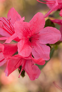 This dainty Autumn Cheer Encore Azalea is prefect for petite gardens where space is an issue. The single 1.25" blooms may be small, but they pack a big punch on the 3' height with a 3.5" spread shrub. Whether you plant this pink azalea in mass or as a single plant, it is a must have for any garden. Hardy in zones 6a, 6b, 7, 8, 9, they are a proved performer in Northeast Ar and Southeast MO. Azalea x 'Conlef' is patented - PP#10579. This photo was provided by www.encoreazalea.com. Status: available at Adams Nursery & Landscaping in Paragould AR.