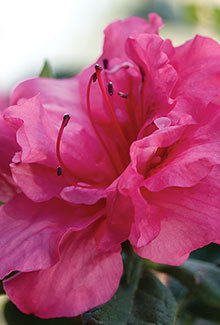Autumn Rouge Encore Azalea boast a dark lush foliage as it should. This foliage provides a sensational backdrop for the semi-double 2" blooms. This pink azalea at 4' in height with a 4.5' spread adds a splash of color to any landscape. It works well in mass pantings or as a stand alone. Hardy in zones 6b, 7, 8, 9. It is a proven perfomrer through out Northeast AR and the Bootheel of MO. Azalea x 'Conlea' is patented - PP#10438. Photo provided by www.encoreazalea.com. Status: available at Adams Nursery & Landscaping in Paragould AR.