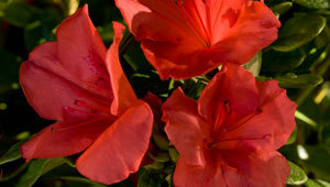 The compact growth and red color makes Autumn Sunset ideal for any landscape location. With a 3' height and 3.5' spread along with 2.5" semi-double blooms, this red azalea is a favorite of landscapers and home owners. Hardy in zones 6a, 6b, 7, 8, 9. This azalea is a solid performer in Northeast Ar and the Bootheel of MO. Azalea x 'Roblen' is patented - PP#16248. Photo provided by www.encoreazalea.com. Status: available at Adams Nursery & Landscaping in Paragould AR.
