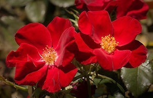 NOT AVAILABLE FOR THE 2023 SEASON.      Black spot and powdery mildew are no match for this hardy shrub rose.  Fast to flower, it works well in the landscape as well as in the pot. This red rose has the following characteristics:  * Color - Showy Flame Red   *Height - Medium   *Habit - Round and Bushy   *Bloom Size - Medium (single)   *Petal Count - 5   *Fragrance - Slight   (red rose photo provided by Weeks Roses) 