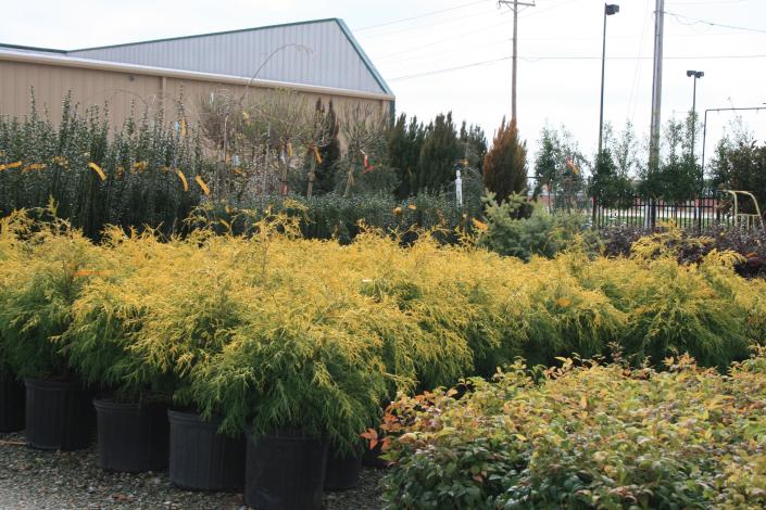 Photo of shrubs at Adams Nursery that will add a touch of yellow to your landscape.