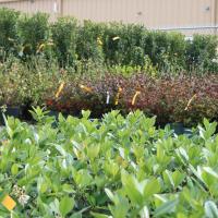 Photo of several different kinds of shrubs that can be used for landscaping in Paragould and Northeast Arkansas as well as the  Bootheel of Missouri.