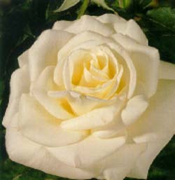 This white hybrid tea rose boast slow-opening fragrant blooms that stand up against hot weather.  This white rose has the following characteristics:   * Color - Greenish White   *Height - Medium   *Habit - Bushy   *Bloom Size - large (very full)   *Petal Count - 40 to 45   *Fragrance - Moderate Licorice