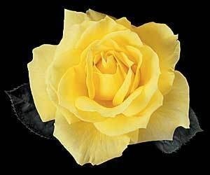 NOT AVAILABLE FOR THE 2023 SEASON. This clean pure yellow hybrid tea rose holds it hue until the petals fall. This yellow rose with its long stems and deep green leaves make it a must-have for your cutting garden. This rose has the following characteristics:   *Color - Yellow   *Height - Medium -Tall   *Habit - Upright   *Bloom Size -  Large (double)   *Petal Count - 30 to 35   *Fragrance Moderate (fruity)    (This yellow hybrid tea rose picture is provided by Weeks Roses) 
 