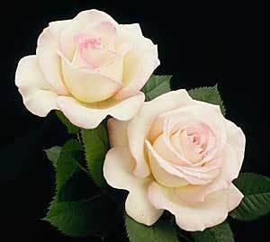 NOT AVAILABLE FOR THE 2023 SEASON. This white hybrid tea rose is finely tinged with pink edges. The impeccable beauty of this pearly-white rose is proudly displayed on long stems against a backdrop of dark green leaves. A heat-loving white actually performs best in hot weather. This rose has the following characteristics:   *Color - White (finely edged with pink)   *Height - Very Large (fully double)   *Petal Count - 30 to 35   *Fragrance - Mild Tea & Rose   (white rose picture provided by Weeks Roses) 
   
 
