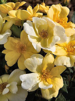 This shrub roses boast black-spot resistance and yellow buds that open to white single flowers. This Knock-Out rose has the following characteristics:   *Color - Pale Yellow White   *Height - Medium   *Habit - Rounded & Compact   *Bloom Size - Medium (single)   *Petal Count - 5 to 7   *Fragrance - Moderate