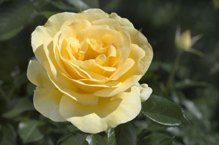 NOT AVAILABLE for the 2023 SEASON. This 2012 All American Rose Selection is the first garden rose to win under no-spray conditions.  A light yellow Grandiflora rose with large double-flowering blooms is exactly what a rose should be. This rose has the following characteristics:   *Color - Buttercream Yellow   *Height - Medium - Tall   *Habit - Rounded & Bushy   *Bloom Size -Medium to Large (Cuppy)   *Petal Count - 25   *Fragrance - Very slight