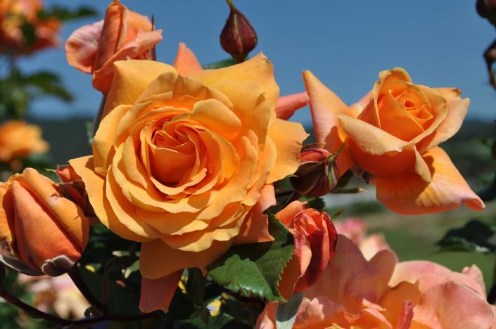 This climbing rose has an abundance of fragrance. The classically shaped buds pop with a vibrant orange color against a dark foliage. Rose details: Color - Orange, Height - 8'h x 4'w, Petal Count Double 17-25, Foliage - Dark Green, Fragrance - Strong