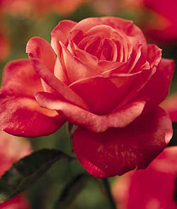 The world loves this hybrid tea rose with its fruity fragrance and large shapely blooms. With its long-stems and glossy green foliage, it is a great addition to you cutting garden. This orange rose has the following characteristics:   *Color - Clear Coral Orange   *Height Medium to Tall   *Habit - Spreading   *Bloom Size - Large (fully double)  *Petal Count - 30 to 35   *Fragrance Sweet Fruity