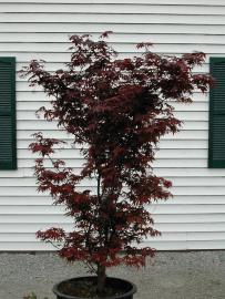 Photo of a Japanese Maple with upright formation.