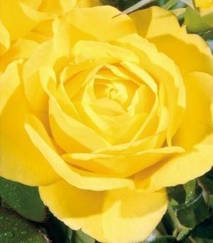 NOT AVAILABLE FOR THE 2023 SEASON. With super glossy foliage and prolific yellow blooms, this floribunda is great for beginning gardeners. The is yellow rose has the following characteristics:   *Color - Medium Yellow   *Height -  Medium   *Habit - Upright & rounded   *Bloom Size - Medium (ruffled in large clusters)   *Petal Count - 25   *Fragrance - Moderate Anise 