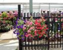 These hanging bags of wave petunias are great ways to dress up a fence or walls.