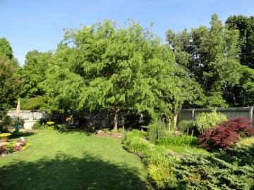 Shade Trees