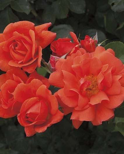 NOT AVAILABLE FOR THE 2023 SEASON. This climbing rose is a strong performer combining continuous blooming with disease resistance. Perfect for a multitude of climates the attractive salmony-orange bloom with glossy medium-green foliage has an alluring fruity fragrance. *Color - Salmon Orange *Height - 10' to 14' climber *Habit - Climbing & Spreading *Bloom Size - 3 1/2" to 4" with old fashion - cuppy flower form *Petal Count - 25 to 30 with pointed & ovoid bud form *Fragrance - moderately fruity  (picture provided by Weeks Roses)