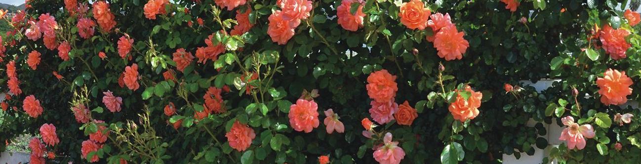 Orange Pink Roses against a Blue Shy