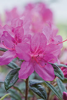This Autumn Amethyst Encore Azalea provides alluring purple foliage in the winter and ravishing purple blooms spring, summer and fall.  With a height of 4' and spread of 4', this purple azalea makes a good foundation or accent shrub for any landscape. Hardy in zones 6a, 6b, 7, 8, 9, it does well in the Northeast AR and Southeast Mo climate.  The 2" single blooms create a showy presentation.  Azalea x 'Conlee' is a patented plant PP#10567.                                                         *Picture provided by www.encoreazalea.com.    Status: Available at Adams Nursery & Landscaping in Paragould AR.