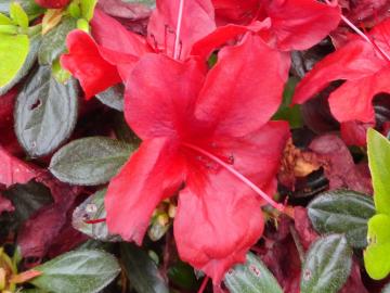 This photo is an up-close view of an azalea bloom.