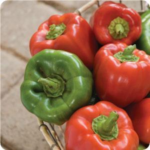 Big Bertha bell pepper produces a green to red fruit. It matures in 70 to 73 days. 