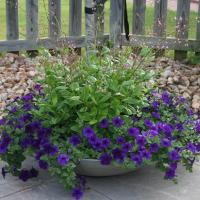 This Crescent container is filled with blue Wave Petunias and l	Talinum Limon.  These potted flowers love full sun and are constant bloomers.