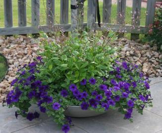 This Crescent container is filled with blue Wave Petunias and l	Talinum Limon.  These potted flowers love full sun and are constant bloomers.