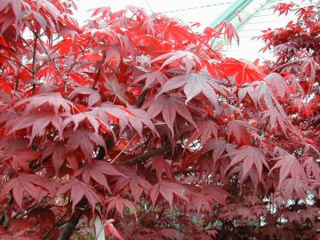 Red leaf Japanese Maples give the landscaping the vibrancy it often needs.