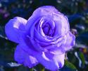 Although lavender in color this rose is as close to a "true blue" as you can get in a hybrid tea rose. The long-stemmed blooms are great for cutting. Rose Detials: Color - Lavender, Height/habit Bushy/med 2 1/2" x 3'h x 2'w, Petal Count Large 20 to 35, Fragrance light friuty, Type Hybrid Tea