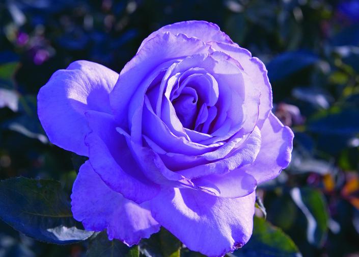 Although lavender in color this rose is as close to a "true blue" as you can get in a hybrid tea rose. The long-stemmed blooms are great for cutting. Rose Detials: Color - Lavender, Height/habit Bushy/med 2 1/2" x 3'h x 2'w, Petal Count Large 20 to 35, Fragrance light friuty, Type Hybrid Tea