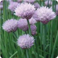 Chives - Onion 