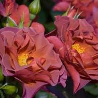 Cinco De Mayo (Floribunda Rose)