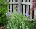 Blue Japanese Iris