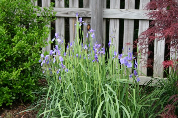 Blue Japanese Iris