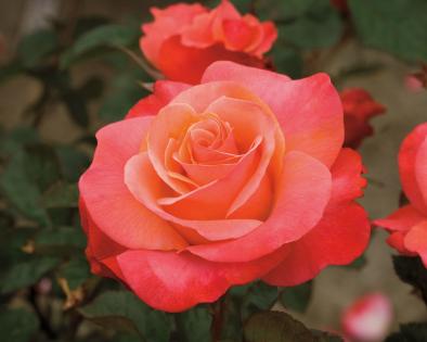 Colorific Rose 