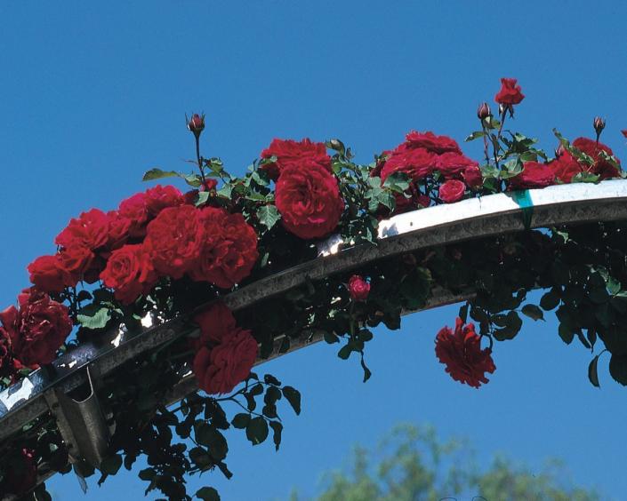 This large-flowering climbing red rose is a proven performer with glossy dark green leaves and blooms on new and old wood. Loves warm night temperatures. *Color - Deep Velvety Red *Fragrance - Strong Rose *Flower Size - Large, Full *Petal Count - 30 to35 *Growth Habit - Climbing Canes 12 to 14 feet