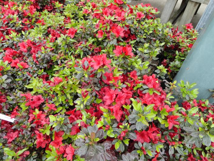 Looking for a blooming shrub? Azaleas are flowers shrubs that bloom in the spring.