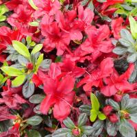 This beautiful flowering shrub is an Azalea. Azaleas fall under the genus Rhododendron.  