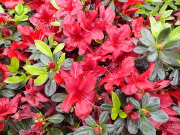 This beautiful flowering shrub is an Azalea. Azaleas fall under the genus Rhododendron.  