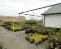 Shrubs at Adams Nursery & Landscaping in Paragould AR.