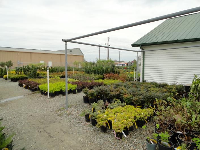 Shrubs at Adams Nursery & Landscaping in Paragould AR.