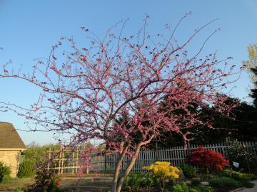 For amazing early spring blooming, choose a Forest Pansy Redbud tree.  Beautiful purple blooms are followed by neat purple-green leaves. Adams Nursery & Landscaping has Forest Pansy Redbud as well as an assortment of other blooming trees.