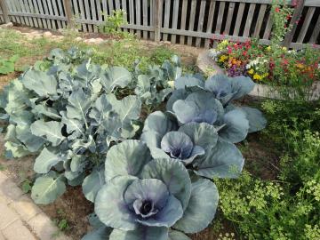 Early Season Vegetables