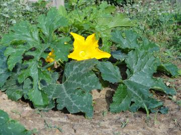 Yellow Squash, Zucchini, and Italian Squash all have beautiful yellow edible blossoms.